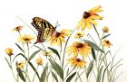 Butterfly & Black Eyed Susans