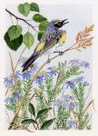 Myrtle Warbler and Asters
