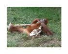 Orangutan - Stretchin out