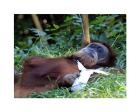 Orangutan - Just about to take a nap