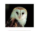 Barn Owl Portrait