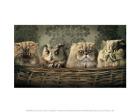 Cats and an Owl in a Basket