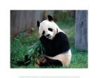 Fat Panda Eating Bamboo