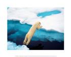 Polar Bear Jumping