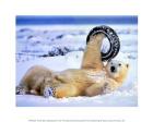Polar Bear Playing With Tire