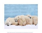 Sleepy Polar Bear Family