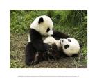 Two Pandas Playing Games