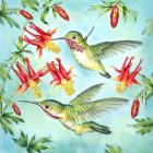 Calliopes Hummingbirds