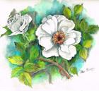 White Rose