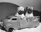 Pug Puppies Sitting In Back Of Toy Truck