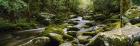 River running through a forest, Tennessee