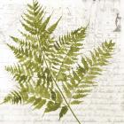 Fern I