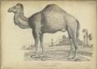 Camel Bactarnian