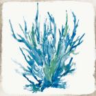 Blue Coral I