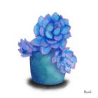 Turquoise Succulents I