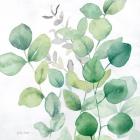 Eucalyptus Leaves I