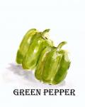 Veggie Sketch VIII-Green Pepper