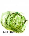 Veggie Sketch IX-Lettuce