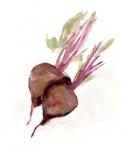 Veggie Sketch plain IV-Brown Beets