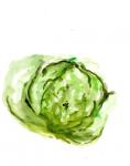 Veggie Sketch plain IX-Lettuce