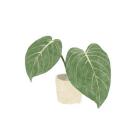 Philodendron Gloriosum III