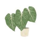 Philodendron Gloriosum IV