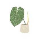 Philodendron Gloriosum V