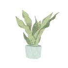 Snake Plant II