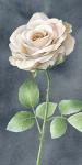 Ivory Roses on Gray Panel I