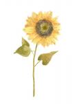 Single Sunflower Portrait I