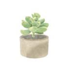 Simple Succulent II