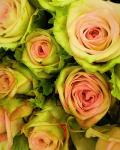 Green & Pink Rose Bouquet