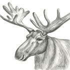 Watercolor Pencil Forest I-Moose