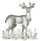 Watercolor Pencil Forest XI-Deer 2