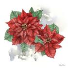 Winter Poinsetta II