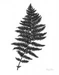 Neutral Fern black II