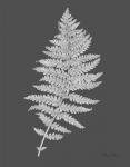 Neutral Fern on grey II