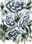 Shadowed Blue Roses I