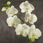 Orchids on Grey Background I