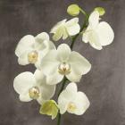 Orchids on Grey Background II