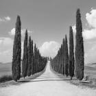Cypress alley, San Quirico d'Orcia, Tuscany (detail)