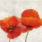 Bright Poppies II