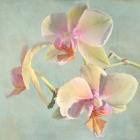 Jewel Orchids I