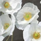 Poppies on Chalkboard I