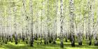 Birch Forest in Spring