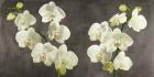 Orchids on Grey Background