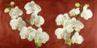 Orchids on Red Background