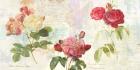 Redoute's Roses 2.0