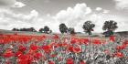 Poppies and Vicias in Meadow, Mecklenburg Lake District, Germany