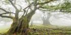 Laurel Forest in Fog, Madeira, Portugal